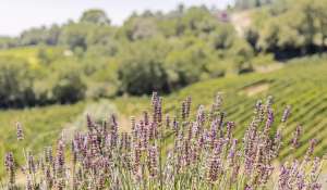 Prodej Vlastnost vinice Volterra