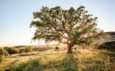 Prodej Alentejo